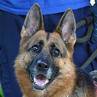 Exercise of Civil Protection, Canine Unit