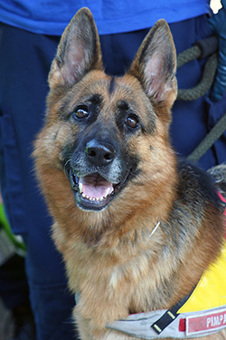 Exercise of Civil Protection, Canine Unit