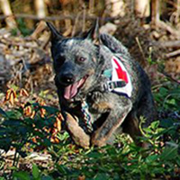 Australian cattle dog runs through the woods during a training drill