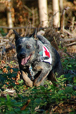 Australian cattle dog runs through the woods during a training drill