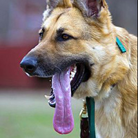 Keefer, a search and rescue dog, stands with his tongue out while training at the Department Homeland Security's Basic Cadaver Course at the Search and Rescue Training Center, Camp Atterbury Joint Maneuver