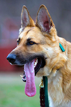 Keefer, a search and rescue dog, stands with his tongue out while training at the Department Homeland Security's Basic Cadaver Course at the Search and Rescue Training Center, Camp Atterbury Joint Maneuver