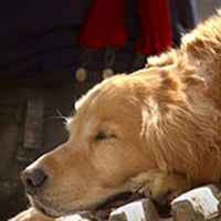 Taking a nap during rescue efforts after the 9/11 diaster, Spetember 15, 2011