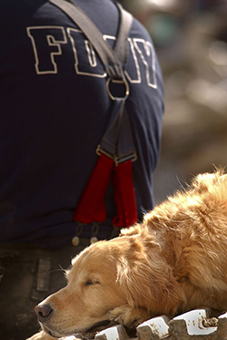 Taking a nap during rescue efforts after the 9/11 diaster, Spetember 15, 2011