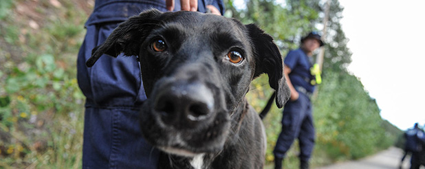 Urban search and rescue canine assists with response efforts after 2013 Colorado floods